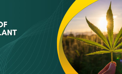 Fascinating Truth of Hemp Plant