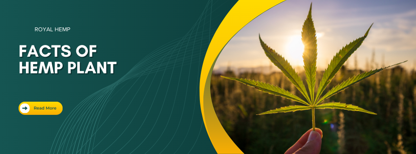 Fascinating Truth of Hemp Plant